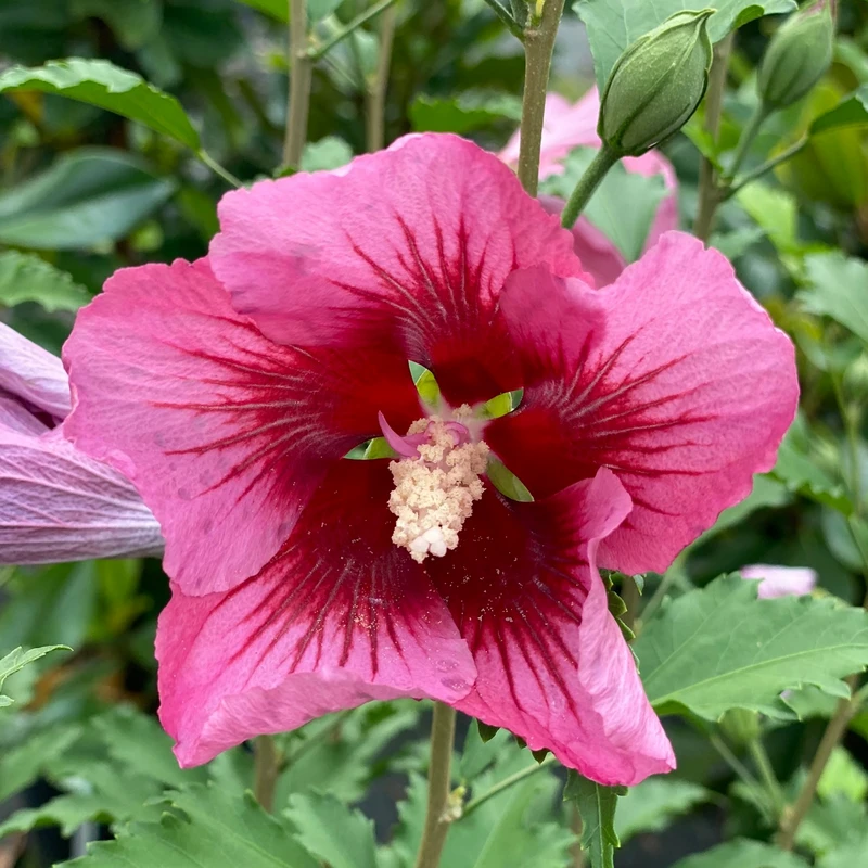Red Pillar™ Rose Of Sharon - Hibiscus Syriacus - Proven Winners - 4" Pot 1 Red Pillar™ Rose Of Sharon - Hibiscus Syriacus - Proven Winners - 4" Pot