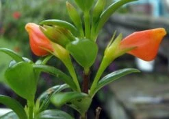 Magnot Goldfish Plant - Nematanthus - 6" Hanging Basket - Blooms Frequently! -Plant Sale Shop hirt27s20goldfish20plant2 09816.1677197011