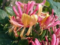 Gold Flame Honeysuckle Vine - Lonicera - Very Hardy - 2.5" Pot