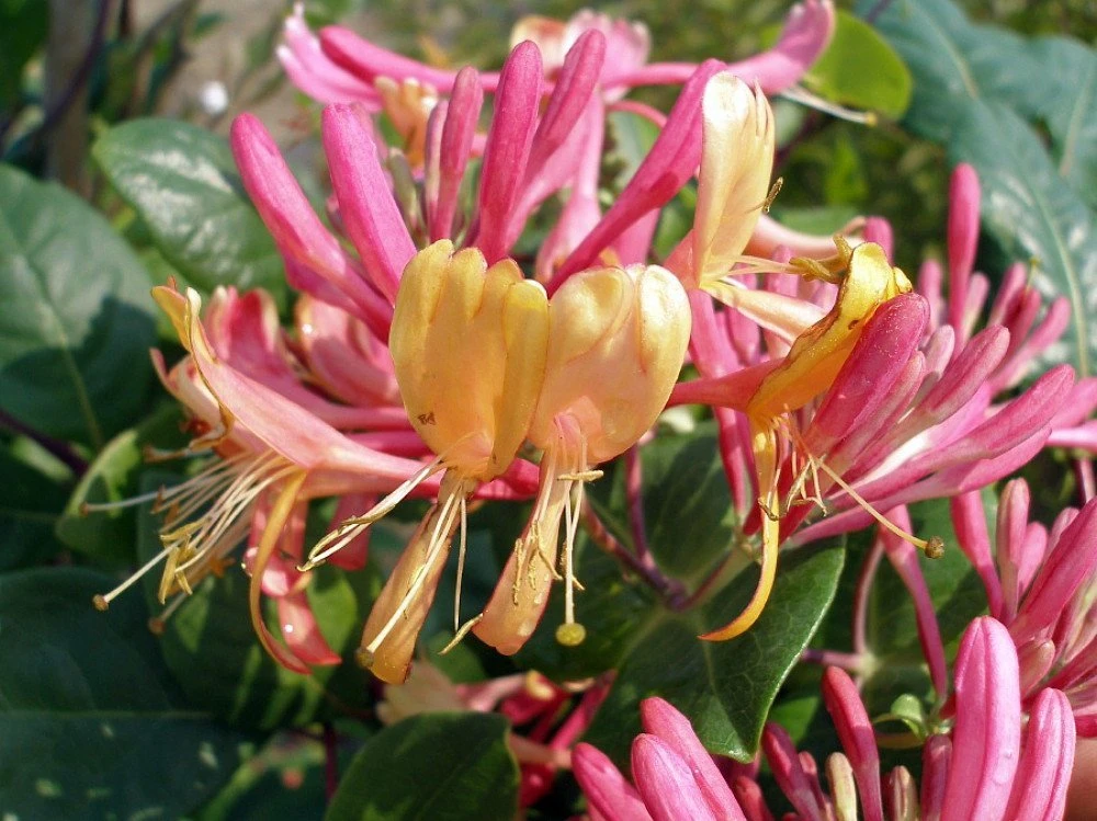 Gold Flame Honeysuckle Vine - Lonicera - Very Hardy - 2.5" Pot 1 Gold Flame Honeysuckle Vine - Lonicera - Very Hardy - 2.5" Pot