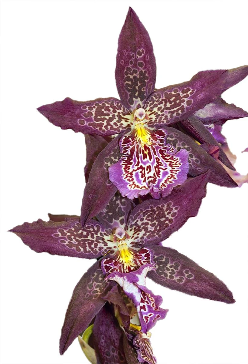 Howard's Dream Orchid - Oncidium Hybrid - Beallara Marfitch - 4" Pot 1 Howard's Dream Orchid - Oncidium Hybrid - Beallara Marfitch - 4" Pot