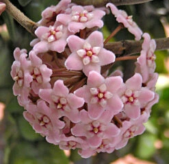 Hindu Indian Rope Plant - Hoya - Exotic/Easy - 4" Pot -Plant Sale Shop hoyabloomnew 60595.1667489171