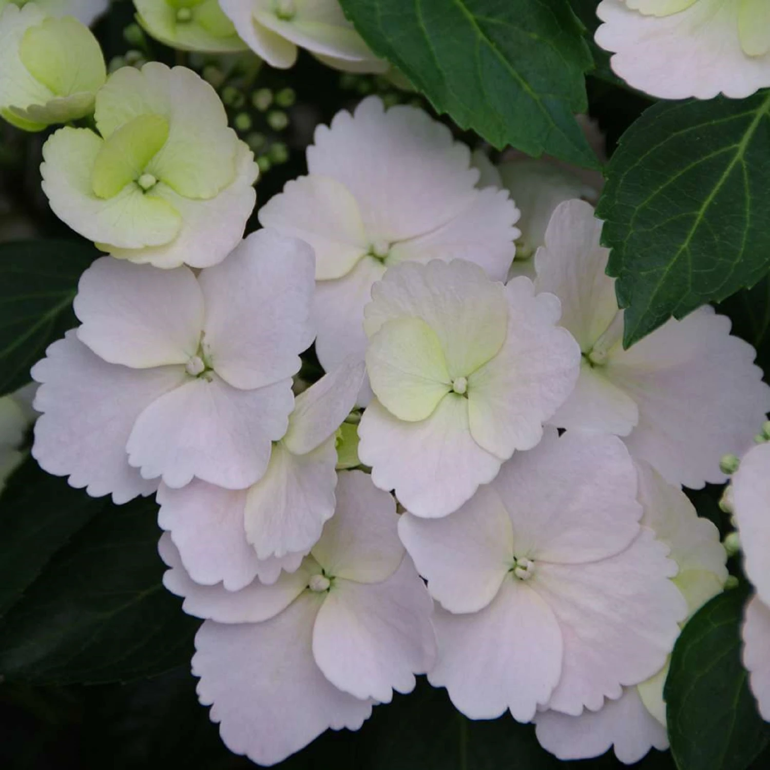 Fairytrail Bride® Cascade Hydrangea®- White Blooms - Proven Winners - 4" Pot 1 Fairytrail Bride® Cascade Hydrangea®- White Blooms - Proven Winners - 4" Pot