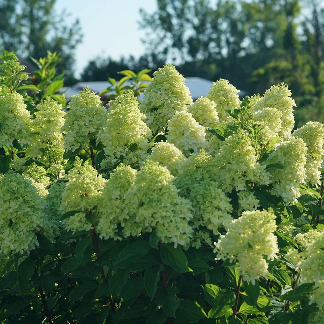 LIMELIGHT PRIME® Panicle Hydrangea - Hydrangea Paniculata - 4" Pot Proven Winners 2 LIMELIGHT PRIME® Panicle Hydrangea - Hydrangea Paniculata - 4" Pot Proven Winners - Image 2