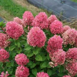 Little Lime Punch™ - Panicle Hydrangea - Proven Winners - 4" Pot -Plant Sale Shop hydrangea little lime punch 6 1080 1080 60 15578.1642557224