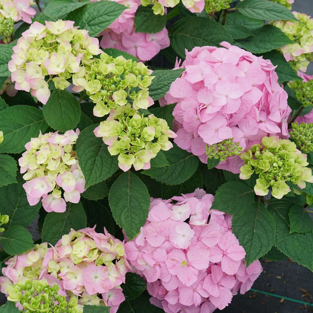 LET’S DANCE SKY VIEW® - Hydrangea - Reblooming - Proven Winners - 4" Pot 1 LET’S DANCE SKY VIEW® - Hydrangea - Reblooming - Proven Winners - 4" Pot