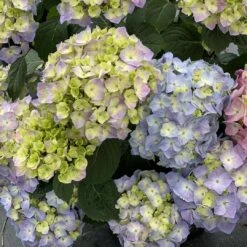 LET’S DANCE SKY VIEW® - Hydrangea - Reblooming - Proven Winners - 4" Pot 7 LET’S DANCE SKY VIEW® - Hydrangea - Reblooming - Proven Winners - 4" Pot -Plant Sale Shop hydrangea macrophylla lets dance sky view 1 1080 1080 60 54547.1688078407