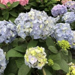 LET’S DANCE SKY VIEW® - Hydrangea - Reblooming - Proven Winners - 4" Pot 6 LET’S DANCE SKY VIEW® - Hydrangea - Reblooming - Proven Winners - 4" Pot -Plant Sale Shop hydrangea macrophylla lets dance sky view 3 1080 1080 60 19740.1688078406