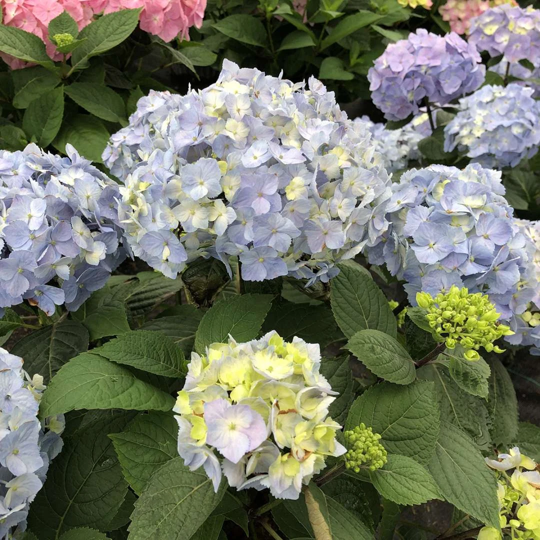 LET’S DANCE SKY VIEW® - Hydrangea - Reblooming - Proven Winners - 4" Pot 3 LET’S DANCE SKY VIEW® - Hydrangea - Reblooming - Proven Winners - 4" Pot - Image 3