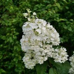 Puffer Fish® Panicle Hydrangea - Hydrangea Paniculata - 4" Pot 8 Puffer Fish® Panicle Hydrangea - Hydrangea Paniculata - 4" Pot -Plant Sale Shop hydrangea paniculata puffer fish 1 1024 1024 60 79753.1675833432