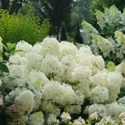Puffer Fish® Panicle Hydrangea - Hydrangea Paniculata - 4" Pot 7 Puffer Fish® Panicle Hydrangea - Hydrangea Paniculata - 4" Pot -Plant Sale Shop hydrangea paniculata puffer fish 2 1080 1080 60 28237.1675833431