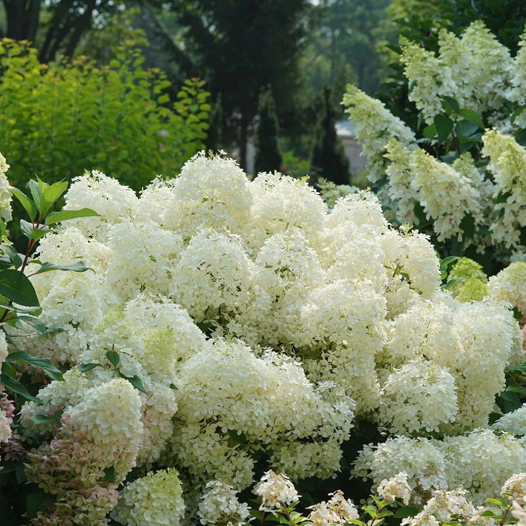 Puffer Fish® Panicle Hydrangea - Hydrangea Paniculata - 4" Pot 3 Puffer Fish® Panicle Hydrangea - Hydrangea Paniculata - 4" Pot - Image 3
