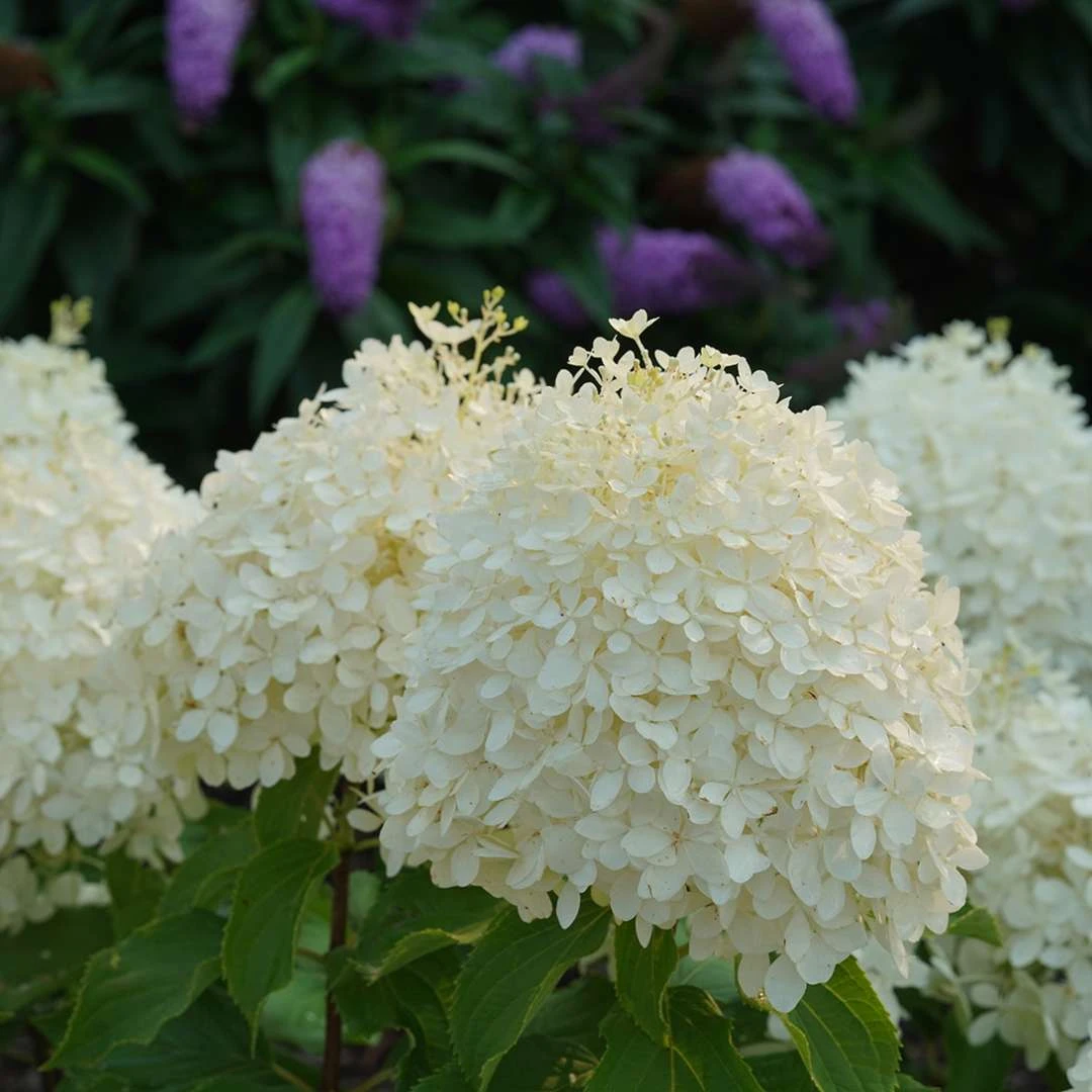 Puffer Fish® Panicle Hydrangea - Hydrangea Paniculata - 4" Pot 1 Puffer Fish® Panicle Hydrangea - Hydrangea Paniculata - 4" Pot
