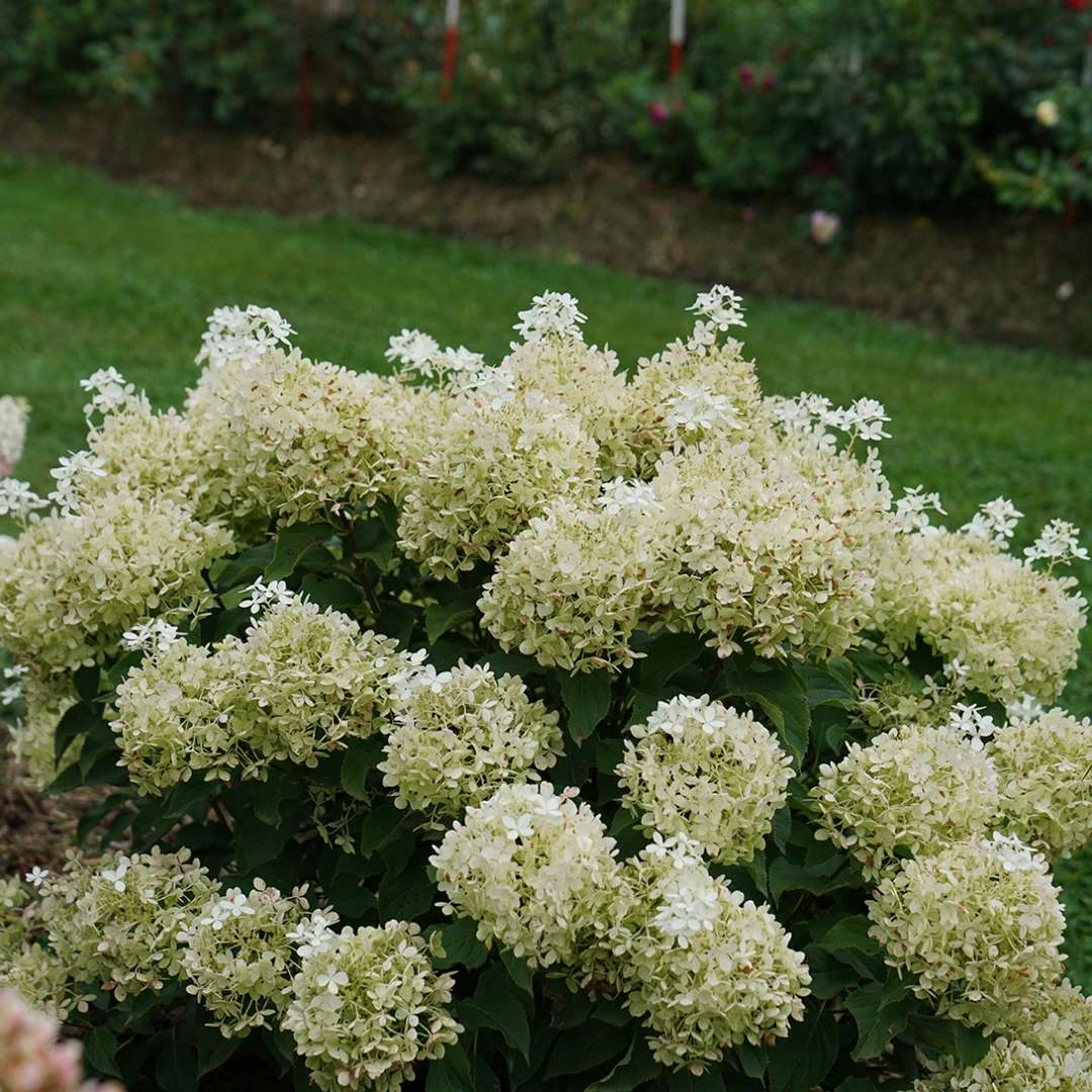 Puffer Fish® Panicle Hydrangea - Hydrangea Paniculata - 4" Pot 5 Puffer Fish® Panicle Hydrangea - Hydrangea Paniculata - 4" Pot - Image 5
