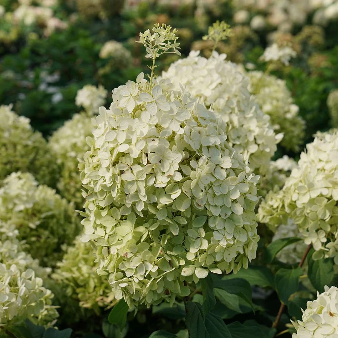 Puffer Fish® Panicle Hydrangea - Hydrangea Paniculata - 4" Pot 2 Puffer Fish® Panicle Hydrangea - Hydrangea Paniculata - 4" Pot - Image 2