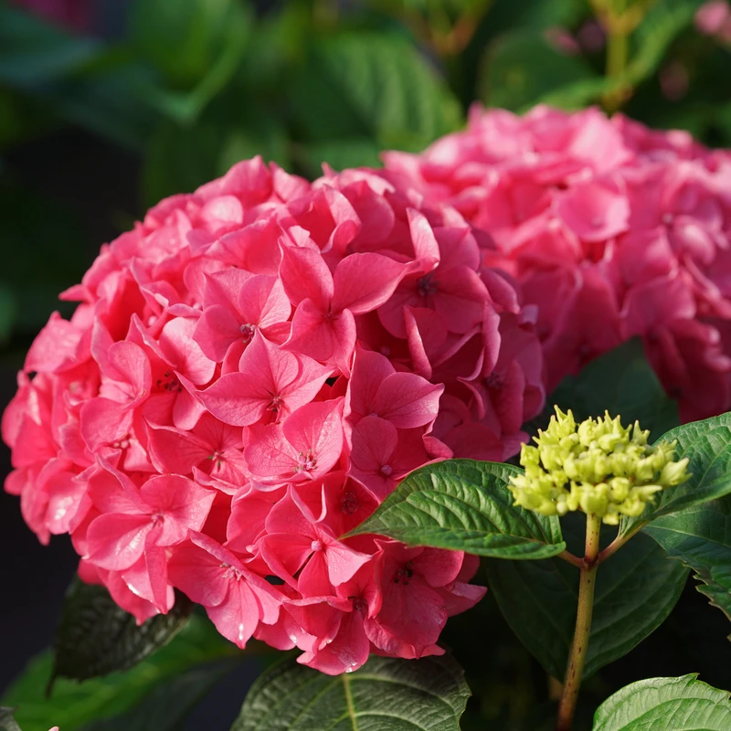 LET’S DANCE LOVEABLE™ - Bigleaf Hydrangea - Proven Winners - 4" Pot 1 LET’S DANCE LOVEABLE™ - Bigleaf Hydrangea - Proven Winners - 4" Pot
