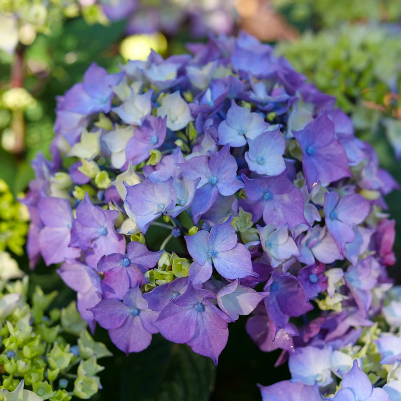 LET’S DANCE LOVEABLE™ - Bigleaf Hydrangea - Proven Winners - 4" Pot 2 LET’S DANCE LOVEABLE™ - Bigleaf Hydrangea - Proven Winners - 4" Pot - Image 2