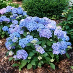 LET’S DANCE LOVEABLE™ - Bigleaf Hydrangea - Proven Winners - 4" Pot 8 LET’S DANCE LOVEABLE™ - Bigleaf Hydrangea - Proven Winners - 4" Pot -Plant Sale Shop hydrangea macrophylla lets dance loveable p1196054 800x800 fd20d88 43227.1688078408