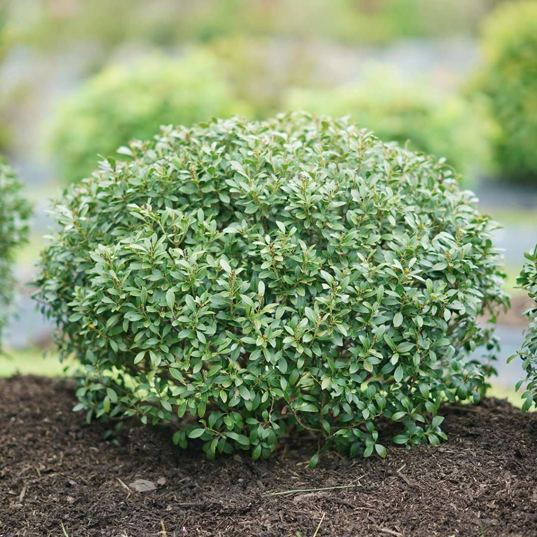 STRONGBOX® Holly Inkberry - Proven Winner - 4" Pot 2 STRONGBOX® Holly Inkberry - Proven Winner - 4" Pot - Image 2