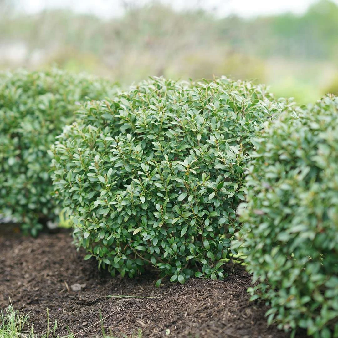 STRONGBOX® Holly Inkberry - Proven Winner - 4" Pot 1 STRONGBOX® Holly Inkberry - Proven Winner - 4" Pot