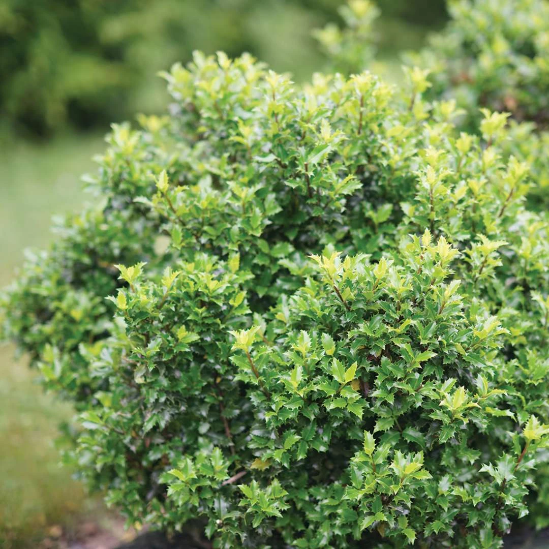 CASTLE KEEP® Blue Holly - Ilex - 4" Pot - Proven Winners 2 CASTLE KEEP® Blue Holly - Ilex - 4" Pot - Proven Winners - Image 2