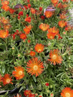 Ocean Sunset™ Orange Vibe Ice Plant - Delosperma - Gallon Pot