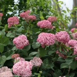 Invincibelle® Spirit II Hydrangea - 4" Pot - Proven Winners -Plant Sale Shop invincibelle spirit ii hydrangea 1 68243.1695757381