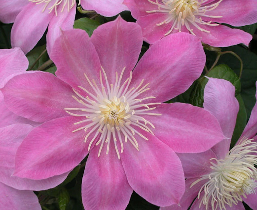 Irene Clematis - Long Lasting Blooms - Creamy Rose Pink Flower - 2.5" Pot 1 Irene Clematis - Long Lasting Blooms - Creamy Rose Pink Flower - 2.5" Pot