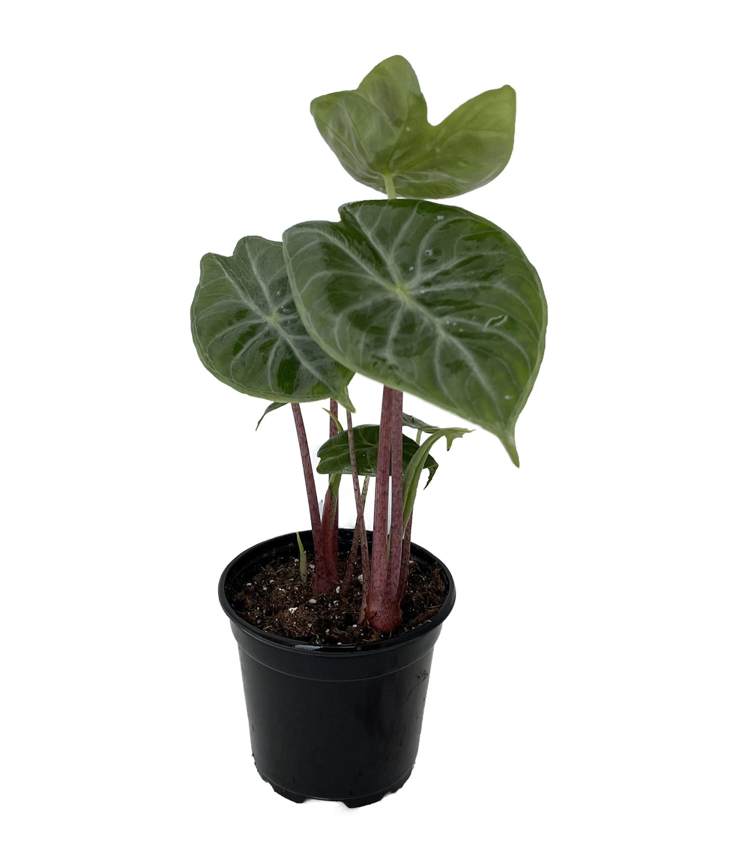 Ivory Coast African Mask Plant - Elephant Ear - Alocasia - Indoors/Out - 4" Pot 1 Ivory Coast African Mask Plant - Elephant Ear - Alocasia - Indoors/Out - 4" Pot