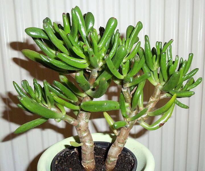 Plant Sale Shop 44 Plant Sale Shop -Plant Sale Shop jade plant crassula ovata 3L