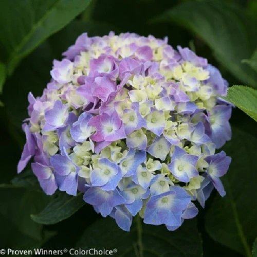 Let's Dance® Blue Jangles™ Reblooming Hydrangea - 4" Pot - Proven Winners 2 Let's Dance® Blue Jangles™ Reblooming Hydrangea - 4" Pot - Proven Winners - Image 2