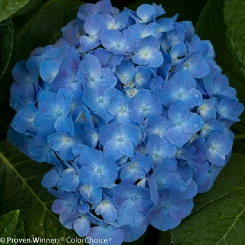 Let's Dance® Blue Jangles™ Reblooming Hydrangea - 4" Pot - Proven Winners 3 Let's Dance® Blue Jangles™ Reblooming Hydrangea - 4" Pot - Proven Winners - Image 3