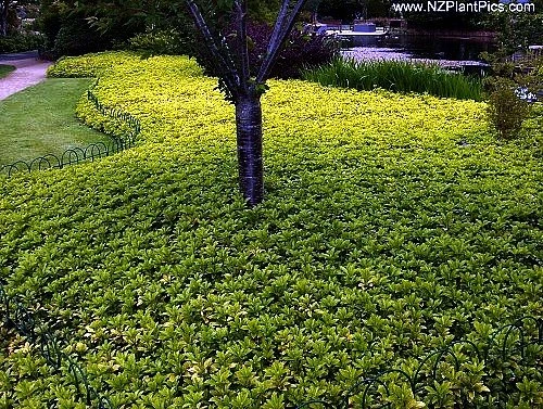 Japanese Spurge 48 Plants - Pachysandra - Hardy Groundcover - 1 3/4" Pots 2 Japanese Spurge 48 Plants - Pachysandra - Hardy Groundcover - 1 3/4" Pots - Image 2