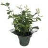Hirt's Arabian Tea Jasmine Plant - Maid Of Orleans - 4" Decorative Pot Cover