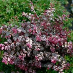 JAZZ HANDS VARIEGATED® Chinese Fringe Flower - 4" Pot - Loropetalum