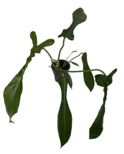 Joepii Philodendron - 4" Pot - Trending/Collector's Series -Plant Sale Shop jeoppphilo4 86601.1690483378