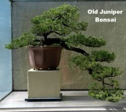 Japanese Juniper Bonsai Tree - 4" Pot - Juniperus Procumbens - Nana -Plant Sale Shop juniperstarter2 95280.1662667196