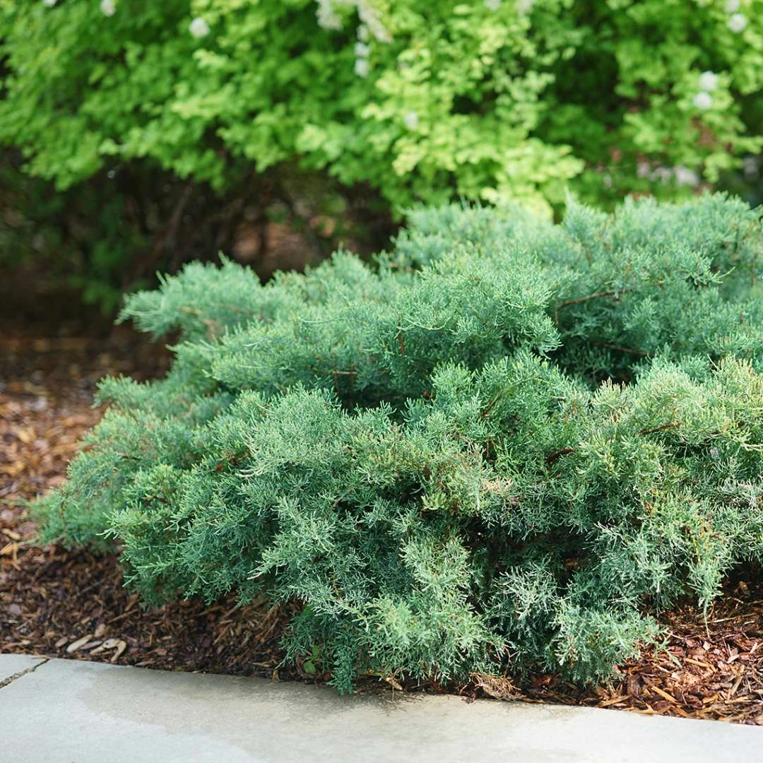 Montana Moss™Juniper - Juniperus Chinensis - Proven Winners - 4" Pot 1 Montana Moss™Juniper - Juniperus Chinensis - Proven Winners - 4" Pot