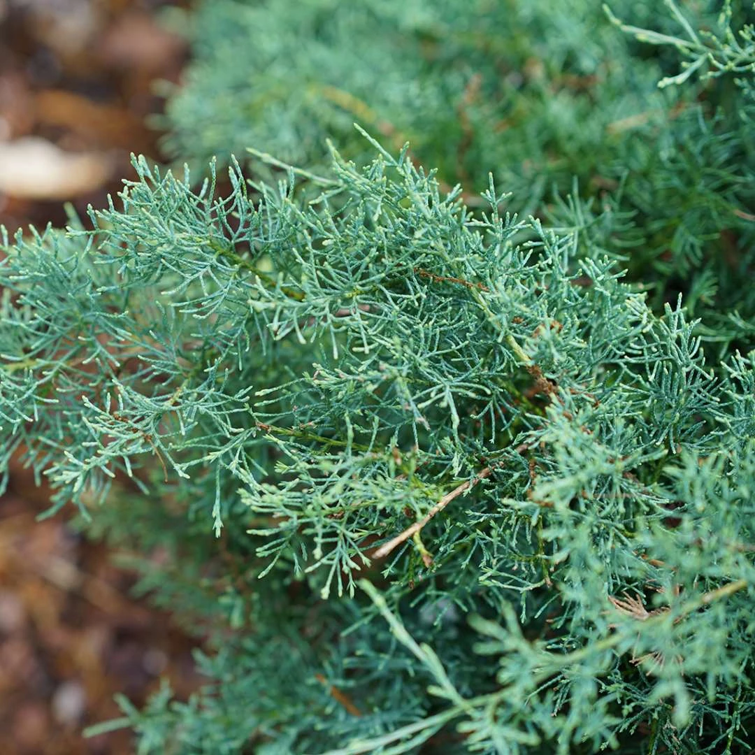 Montana Moss™Juniper - Juniperus Chinensis - Proven Winners - 4" Pot 2 Montana Moss™Juniper - Juniperus Chinensis - Proven Winners - 4" Pot - Image 2