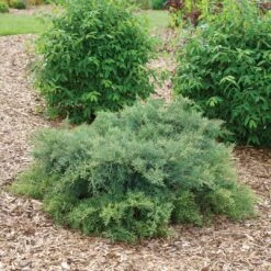 Montana Moss™Juniper - Juniperus Chinensis - Proven Winners - 4" Pot 5 Montana Moss™Juniper - Juniperus Chinensis - Proven Winners - 4" Pot -Plant Sale Shop juniperus montana moss 3 1080 1080 60 46341.1615344697