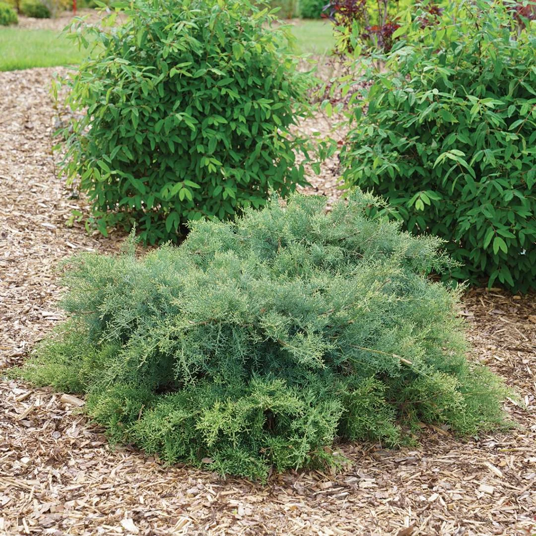 Montana Moss™Juniper - Juniperus Chinensis - Proven Winners - 4" Pot 3 Montana Moss™Juniper - Juniperus Chinensis - Proven Winners - 4" Pot - Image 3
