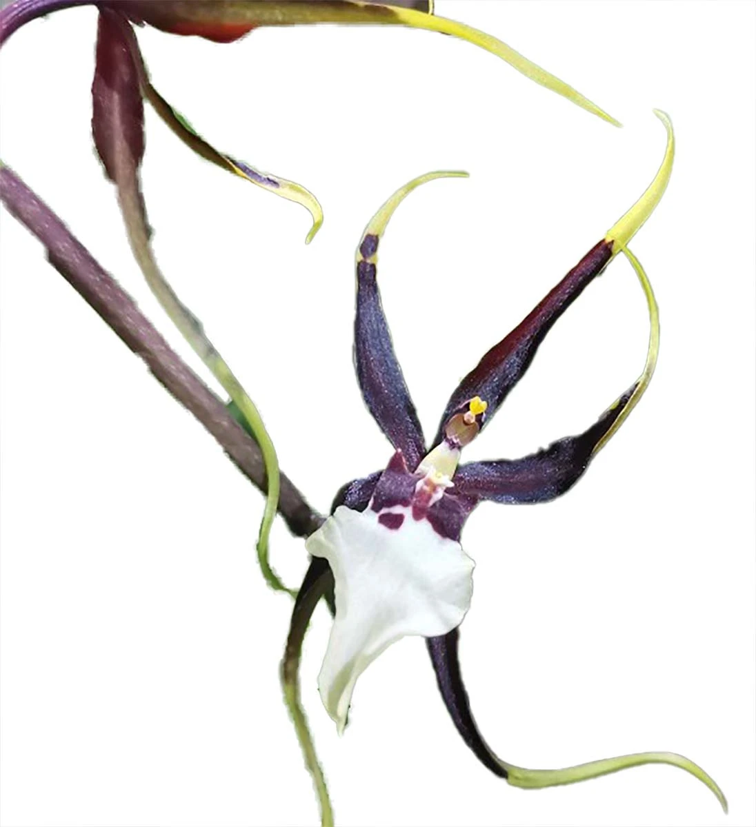 Kenneth Bivens Santa Barbara Orchid - Brassidium - 4" Pot - Collector Orchids 1 Kenneth Bivens Santa Barbara Orchid - Brassidium - 4" Pot - Collector Orchids