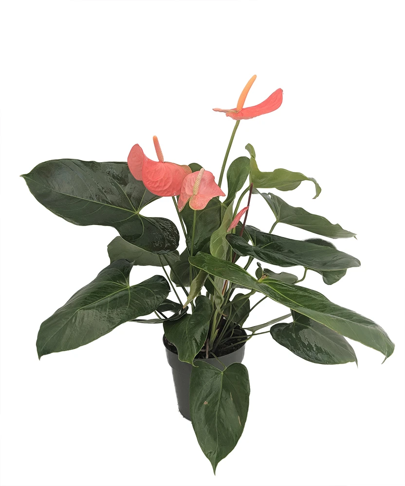Aren't You Orange Anthurium Plant - Easy To Grow House Plant - 6" Pot 2 Aren't You Orange Anthurium Plant - Easy To Grow House Plant - 6" Pot - Image 2