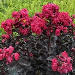 CENTER STAGE® PINK Crapemyrtle - Lagerstroemia Indica - Proven Winners - 4" Pot 7 CENTER STAGE® PINK Crapemyrtle - Lagerstroemia Indica - Proven Winners - 4" Pot -Plant Sale Shop lagerstroemia center stage pink 1 1080 1080 60 79946.1658158522