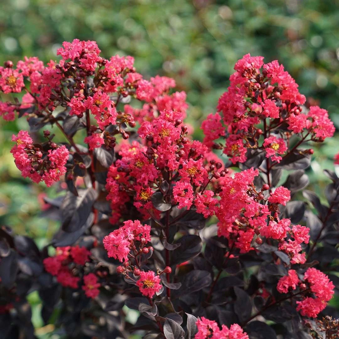 CENTER STAGE® PINK Crapemyrtle - Lagerstroemia Indica - Proven Winners - 4" Pot 1 CENTER STAGE® PINK Crapemyrtle - Lagerstroemia Indica - Proven Winners - 4" Pot