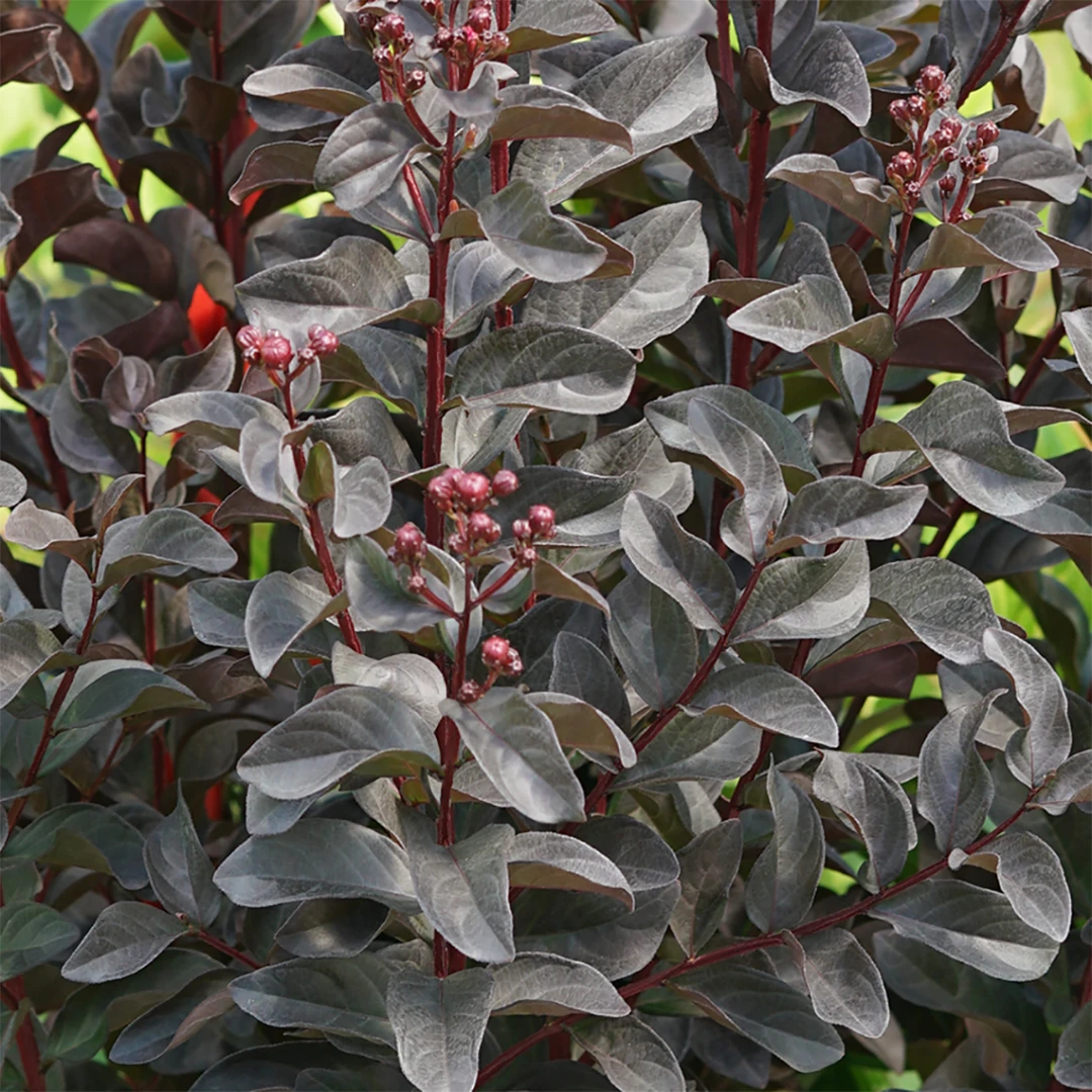 CENTER STAGE® PINK Crapemyrtle - Lagerstroemia Indica - Proven Winners - 4" Pot 2 CENTER STAGE® PINK Crapemyrtle - Lagerstroemia Indica - Proven Winners - 4" Pot - Image 2