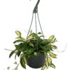 Tricolor Wax Plant - Hoya - Great House Plant - 8" Hanging Basket