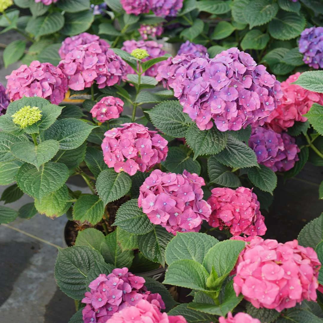 LET’S DANCE BIG BAND® PPAF Hydrangea Bush - 4" Pot - Proven Winners 1 LET’S DANCE BIG BAND® PPAF Hydrangea Bush - 4" Pot - Proven Winners
