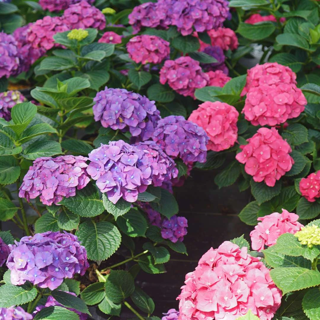 LET’S DANCE BIG BAND® PPAF Hydrangea Bush - 4" Pot - Proven Winners 2 LET’S DANCE BIG BAND® PPAF Hydrangea Bush - 4" Pot - Proven Winners - Image 2