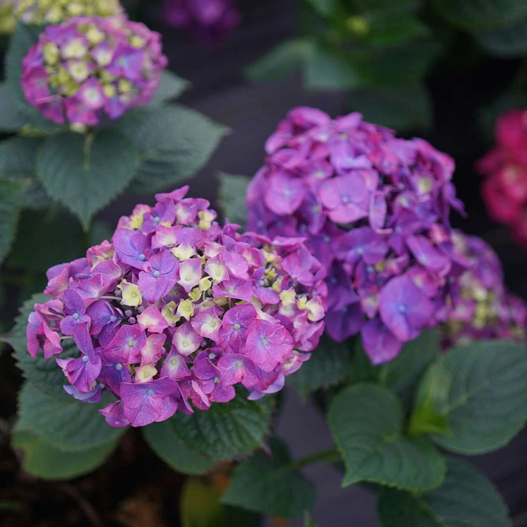 LET’S DANCE BIG BAND® PPAF Hydrangea Bush - 4" Pot - Proven Winners 3 LET’S DANCE BIG BAND® PPAF Hydrangea Bush - 4" Pot - Proven Winners - Image 3